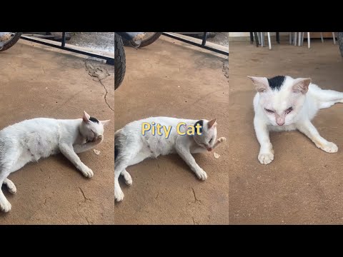 Pity Cat, Hansinh Animals