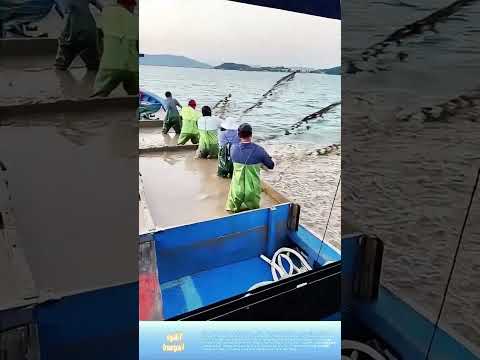 Rải phù sa xuống nước: Bí quyết nuôi cua đồng lớn nhanh như thổi