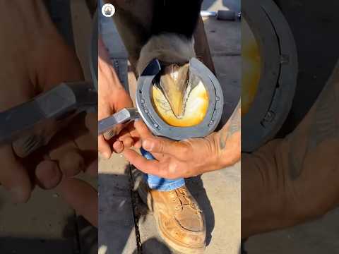 Satisfying hoof trim #satisfying #oddlysatisfying #asmr #farrier #horse