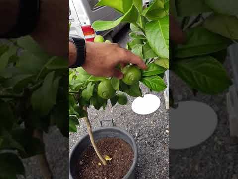 🍋 No esperes + años! HAZ esto y TENDRÁS LIMONES EN maceta (Cuidados del limonero) #shorts