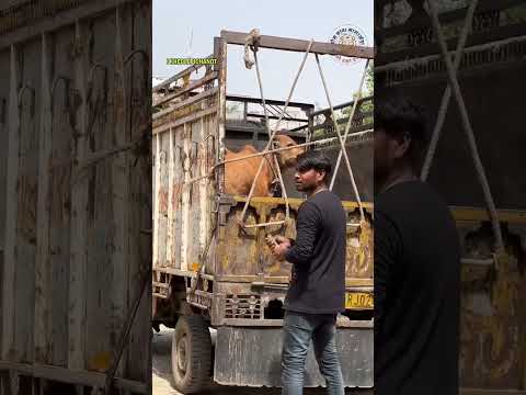 #sorts #cow #viral #video #viralvideo #trendingshorts #motivational #sorts #shorts #tranding #cow