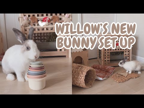 WILLOW'S NEW SET UP | INDOOR BUNNY | FREE ROAM RABBIT