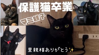 [保護猫卒業]美しい黒猫マミと5匹の子猫たち、みんな里親様のもとへ巣立っていきました！🥹里親様ありがとう✨