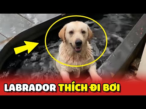 Em chó Labrador sơ hở là đi bơi khiến Chủ hốt hoảng 😂