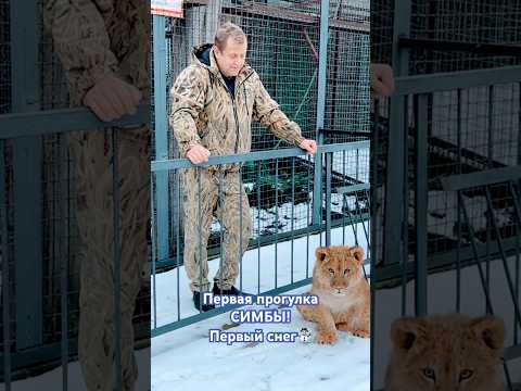 Рыжий львенок на снегу! Прогулка по Тайгану!