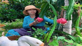 Enjoy beautiful nature with rural life 374 # MP Fresh #fruit #countrylife #farming #freshvegetables