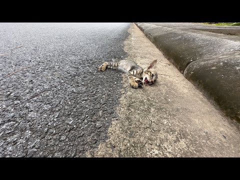 Rescue kittens falling into deep holes exhausted from hunger, thirst and fatigue