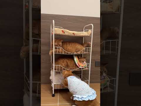 Una cama para cuatro gatos