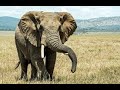 Herbivore Feeding and Adaptations