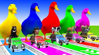 5 Giant Duck Cartoon,Cow,Elephant,Tiger,Lion,Gorilla, Paint Wild Animals Crossing Fountain Animation