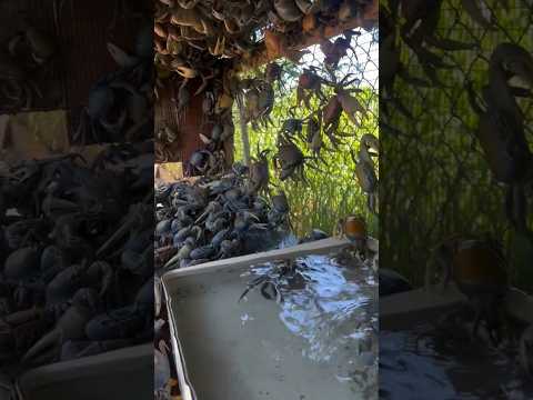 Why Is Crab Farming Booming in China?