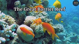 The Great Barrier Reef