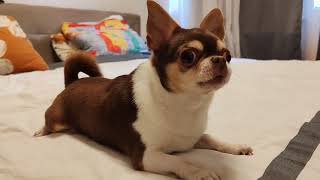 My Chihuahua is my security guard! 