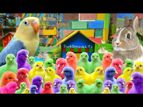 Funny Animal World Show, Funny Chicken, Colorful Chicken, Rabbit, Funny Fish, Frog, Cute Bird, Duck