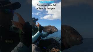 KAYAK FISHING THE NEW ZEALAND COASTLINES!  #shimano #kayakfishing #nzfishing