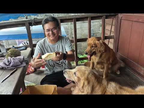 รับจ้างดูทุเรียน สุกหรือดิบ