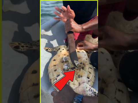 💕Rescuing a Sea Turtle