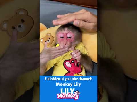 Lily faked being sick to skip school #short #shorts #monkey
