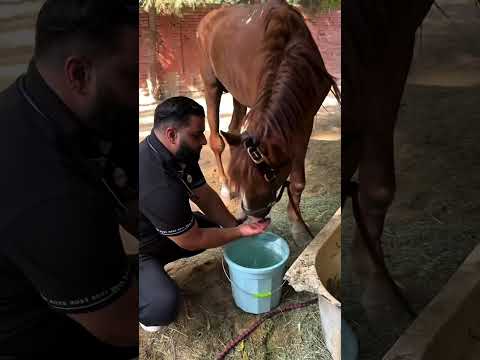 “Rescuing Enslaved Horses: The Journey to Restore Freedom for These Majestic Creatures” #lovehorses
