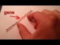 Gene Cloning and Insulin Production