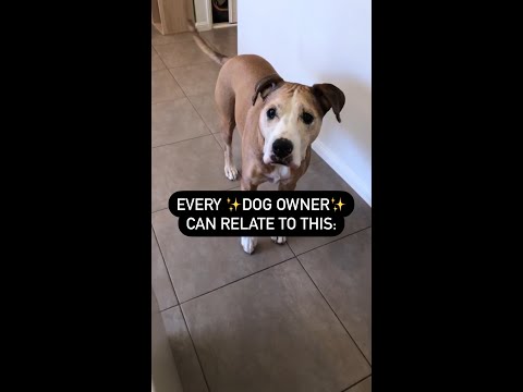 WATCH what MY DOG does when I OPEN THE FRIDGE ??