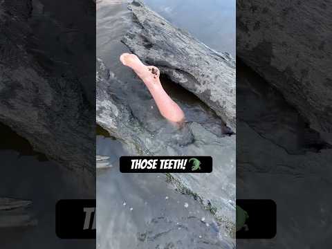Unexpected Fish in Log! They aren’t supposed to have teeth that big! #noodling #alligator