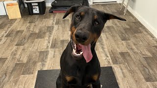 Porter week 1 of obedience training. 