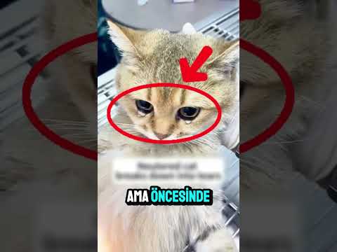 Kediler Neden Ağlıyor 😿😱