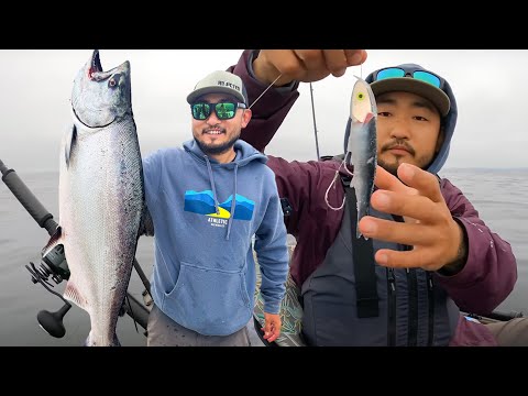 SALMON IS BACK