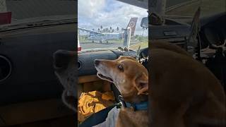 Waiting for her Mumma 🤎✈️🐶 #airplane #rescuedog #streetdog #dog #doglife #doglove #islandlife #vlog