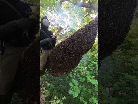 มาลุ้นน้ำผึ้งกันครับ🐝🐝#ผึ้ง #น้ำผึ้ง #bee #honey #hunting