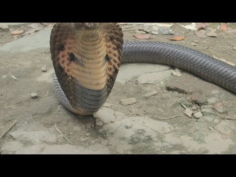 rohol সাপ উদ্ধার করে সাপে কাটলে কি করনীয় গুরুত্বপূর্ণ আলোচনা