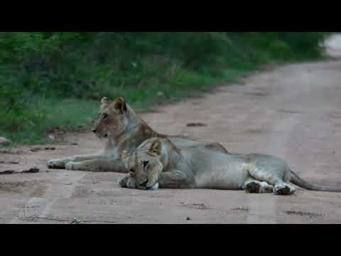 Young lion cubs playing in Sabie River bed close to Skukuza in Kruger National Park @pksafaris