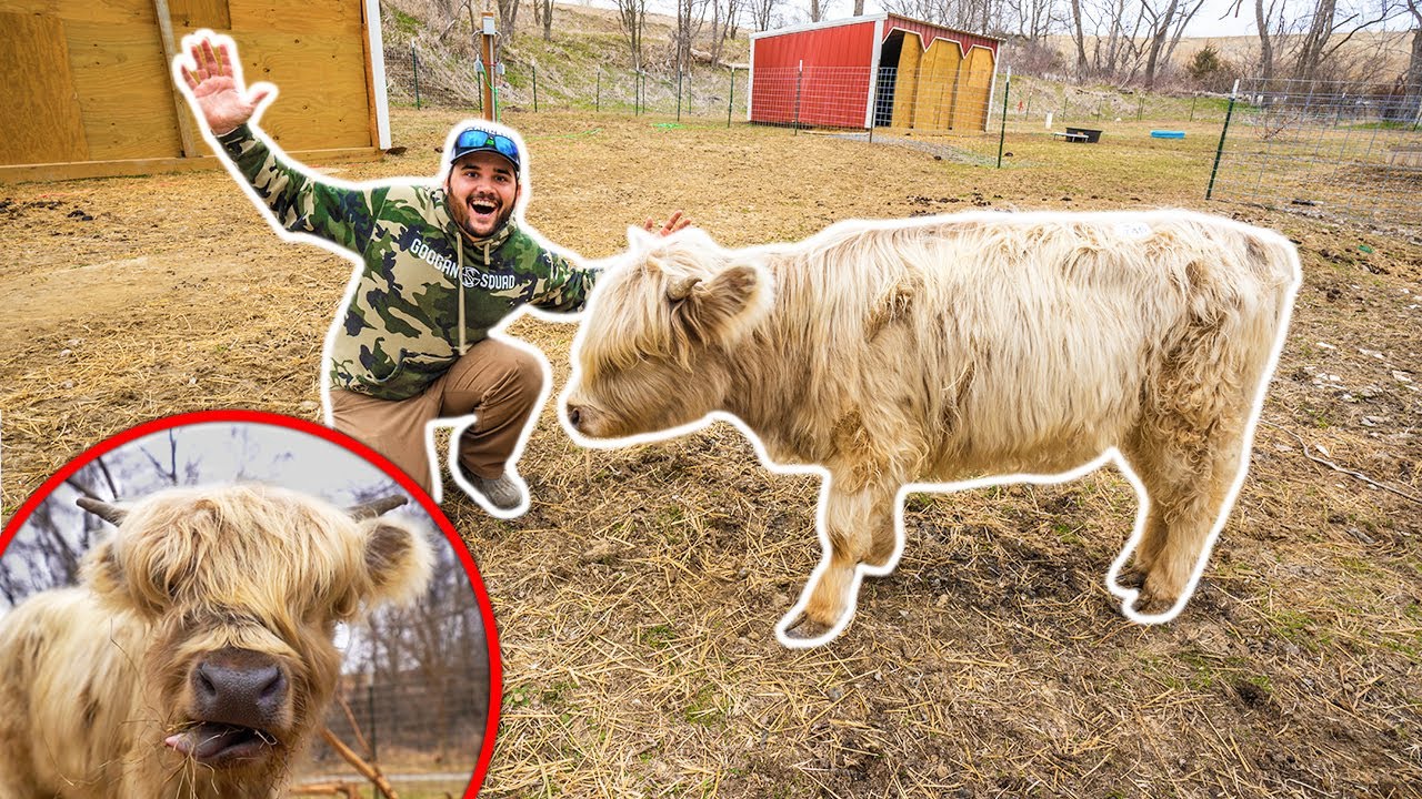 I Bought a RARE MINI COW for My BACKYARD FARM (Expensive)