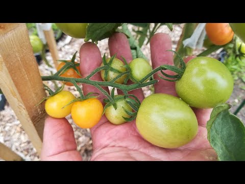 Чудо томат вырос у нас в огороде! Черри и крупные - на одном кусте! Как так получилось?