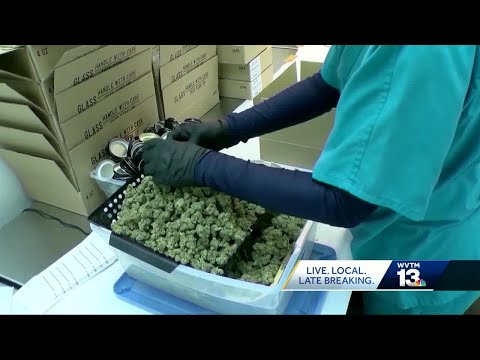 YouTube video thumbnail: 'I Truly Feel Sorry': Medical Cannabis Licenses Under Review as Patients Await Relief
