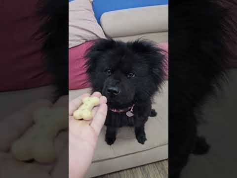 É PRA MIM COMER 🐶💜