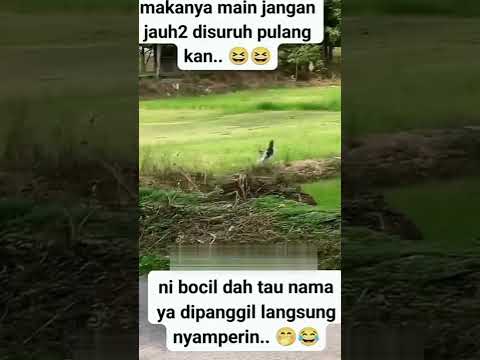 Kucing yg sangat pandai 👌👌👌 #shrots @asiyanadaniel8837