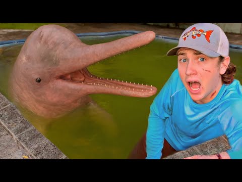 ¡Descubrí delfines en una alberca abandonada!