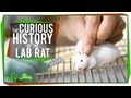 The Role of Rats in Scientific Research