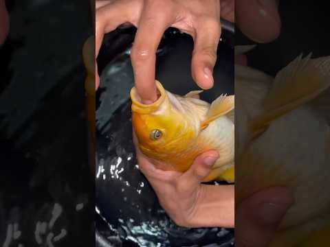 Big size golden fish leli #aquarium #goldfish #aquarium #mollyfish #guppy #koifish #petfish #petvlog