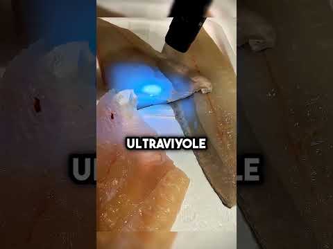 Suşi Şefleri Balığa Neden UV Işık Tutar? #shorts