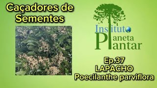 Caçadores de Sementes- Ep. 37 - LAPACHO- Poecilanthe parviflora 