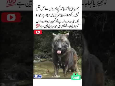 Bheriye Ki Toheen🙏💯 Inspirational Video l Golden Words | Aqwal e zareen Motivational Video#shorts