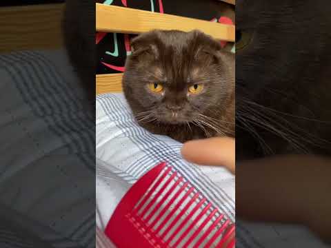 Sende Oluyorsa Yoruma gel✅😱 #shortvideo #shorts #cats