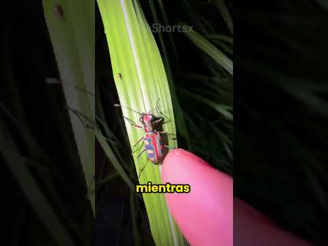 Tocó Todos Los Animales 😰