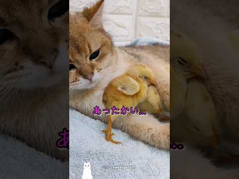 自分はヒヨコの母親だと思っているニャンコ