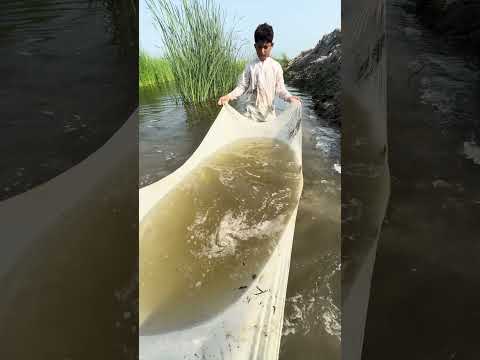 #fishculture #fishing #fish #villagepond #aquaculture #fishfarming