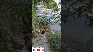 GALLITO RETADOR