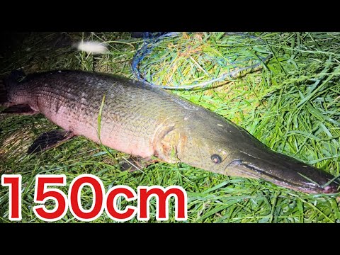 超巨大アリゲーターガーを投網で捕獲して食べてみた